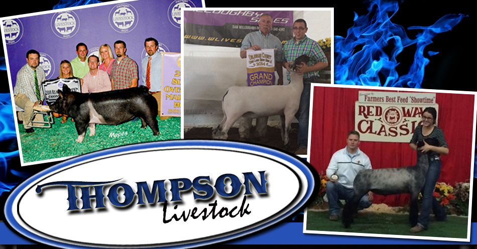 Thompson Livestock