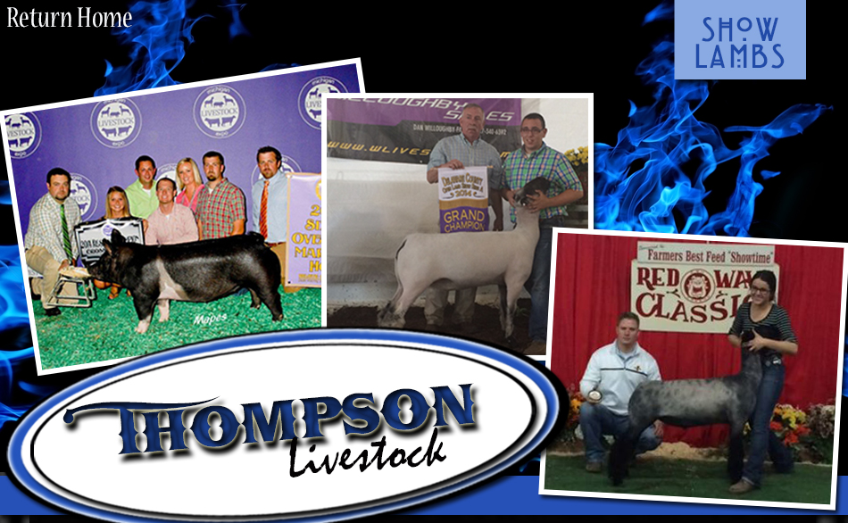 Thompson Livestock